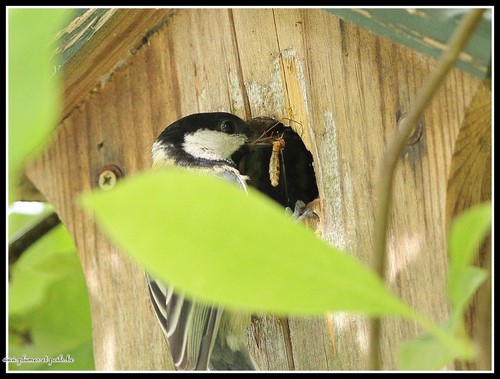 Mésange charbonnière